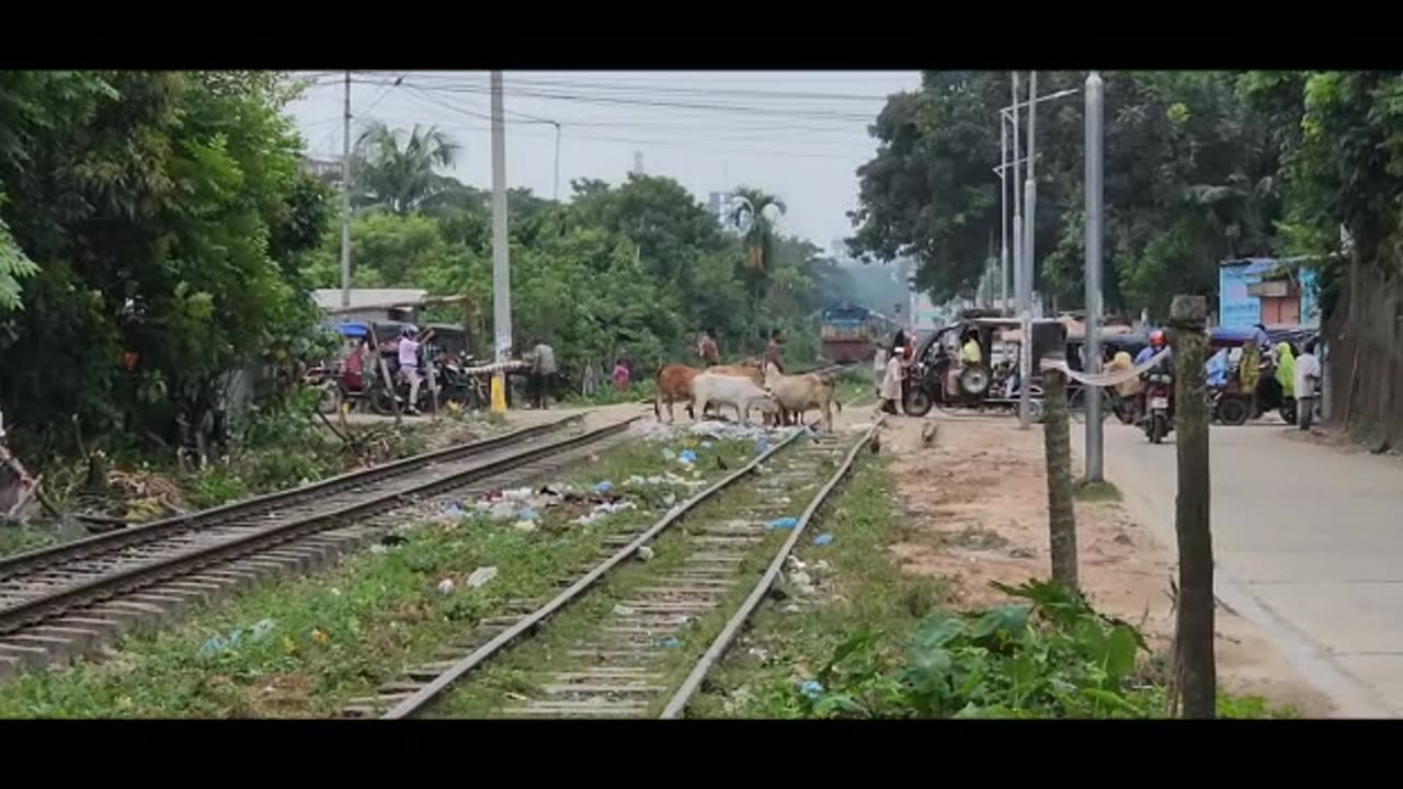 Many cows in front of a moving train