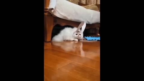 Awesome SO Cute Cat ! Cute and Funny Cat Videos to Keep You Smiling! 🐱10