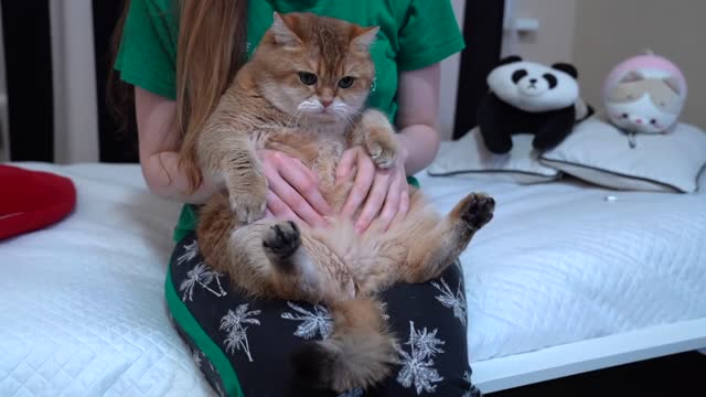 Do you think Hosico likes to sit on lap