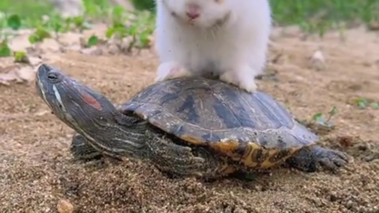 The turtle carries the little bunny to play.