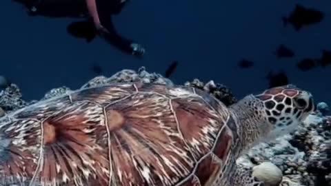 🥰Swimming with a Turtle in the Ocean
