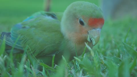 THE LiTTLE PaRRoTE EaTS IN THE GaRDiNT