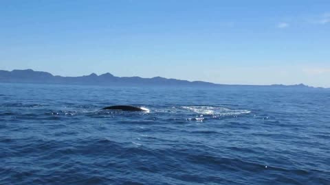 Blue Whale blowing