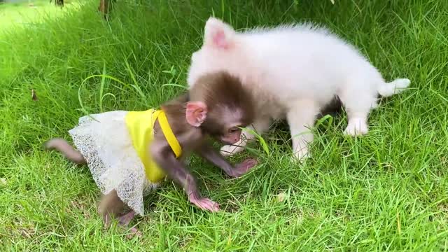 Baby monkey Bon Bon bath in the bathtub and playing with the puppy So cute