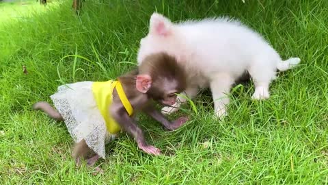 Baby monkey Bon Bon bath in the bathtub and playing with the puppy So cute