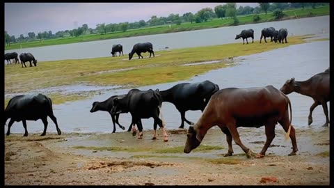 Buffalo Feeding Beside The Pond Drizzling