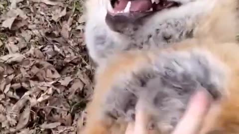 Fox Laugh Funny Animal Moment