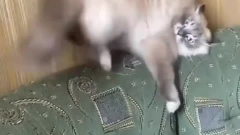 Funny cat video