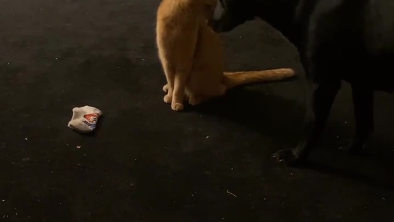 Wrestler Cat Body Slams Dog