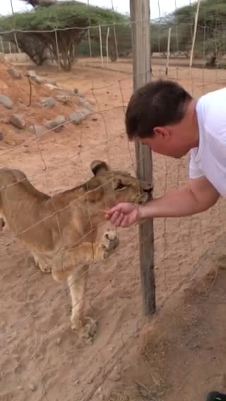 Lion bites fat man's arm through fence