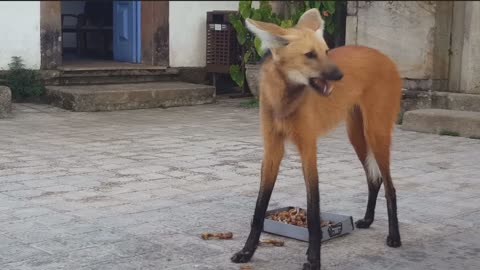 Brazil 🇧🇷 South America’s largest dog The Maned Wolf looks like a fox but is actually an ancient dog