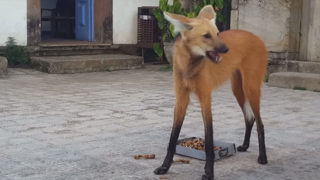 Brazil 🇧🇷 South America’s largest dog The Maned Wolf looks like a fox but is actually an ancient dog