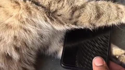 How a Playful Cat Finds Ultimate Relaxation with a Mobile Toy.