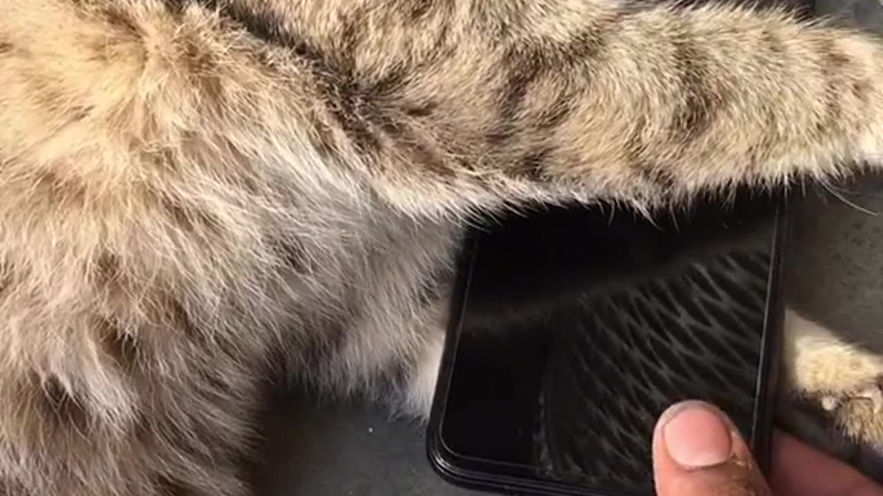 How a Playful Cat Finds Ultimate Relaxation with a Mobile Toy.