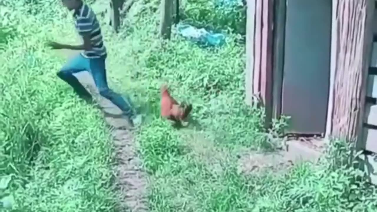 Funny video of angry chicken