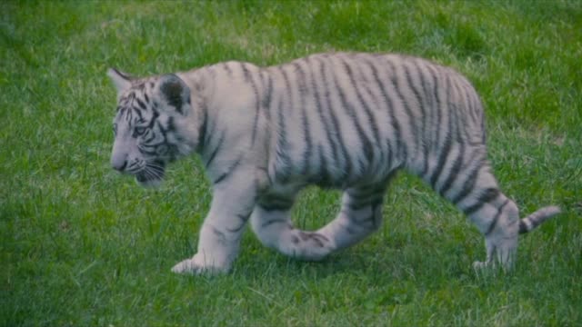 Cute White Tiger In A Zoo