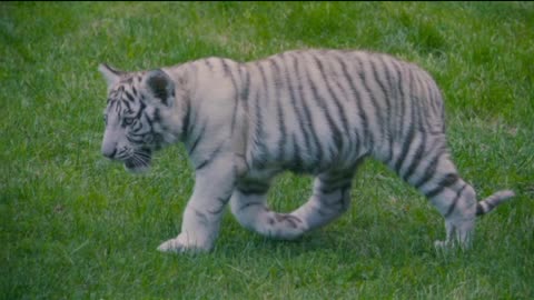 Cute White Tiger In A Zoo