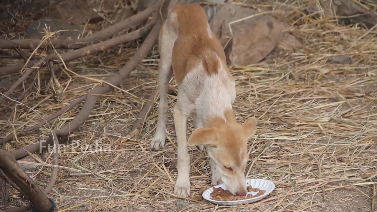 Fake Big Lion Prank Dog So Funny Can Not Stop Laugh Must Watch New Funny Prank Video 2021