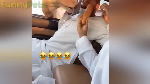 Funny Camel