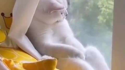 Cat Fun in the home