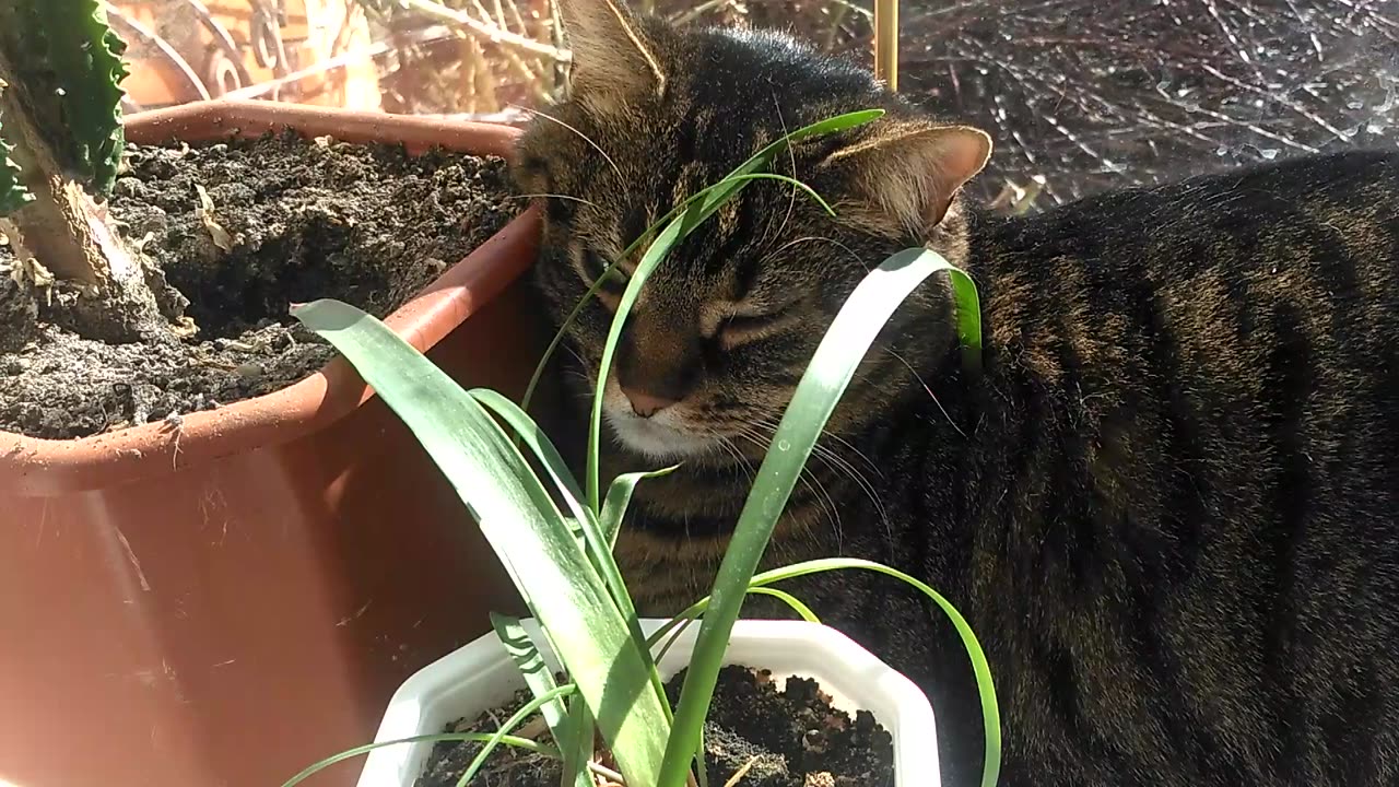 cat and flowerpots