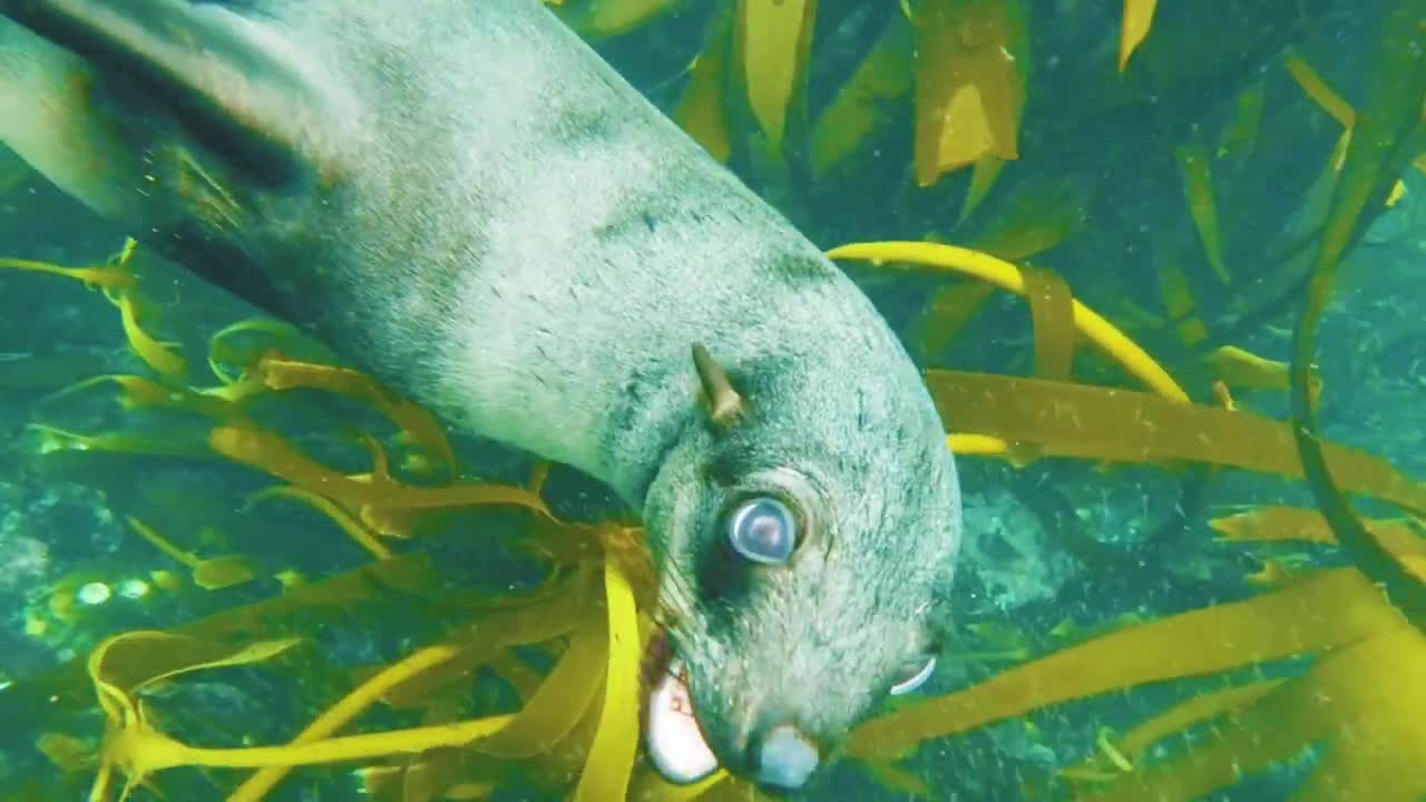 MARINE LIFE 4K ULTRA HD The Most Beautiful Undersea Creature on Earth