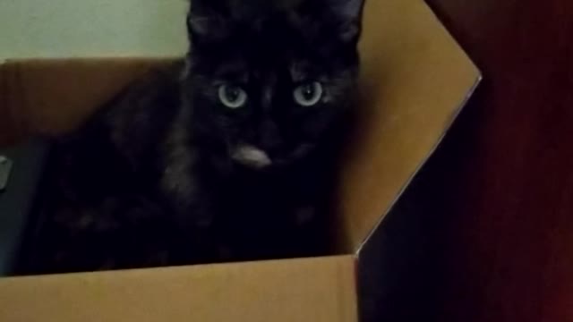 Funny Cat in Box