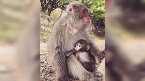 Funny Monkey Videos - A Funny Monkeys Compilation 2020