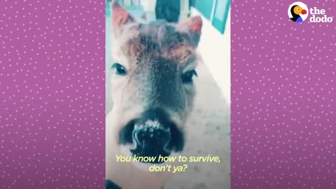 Fawn Comes To Lady's Door Every Morning | The Dodo Little But Fierce