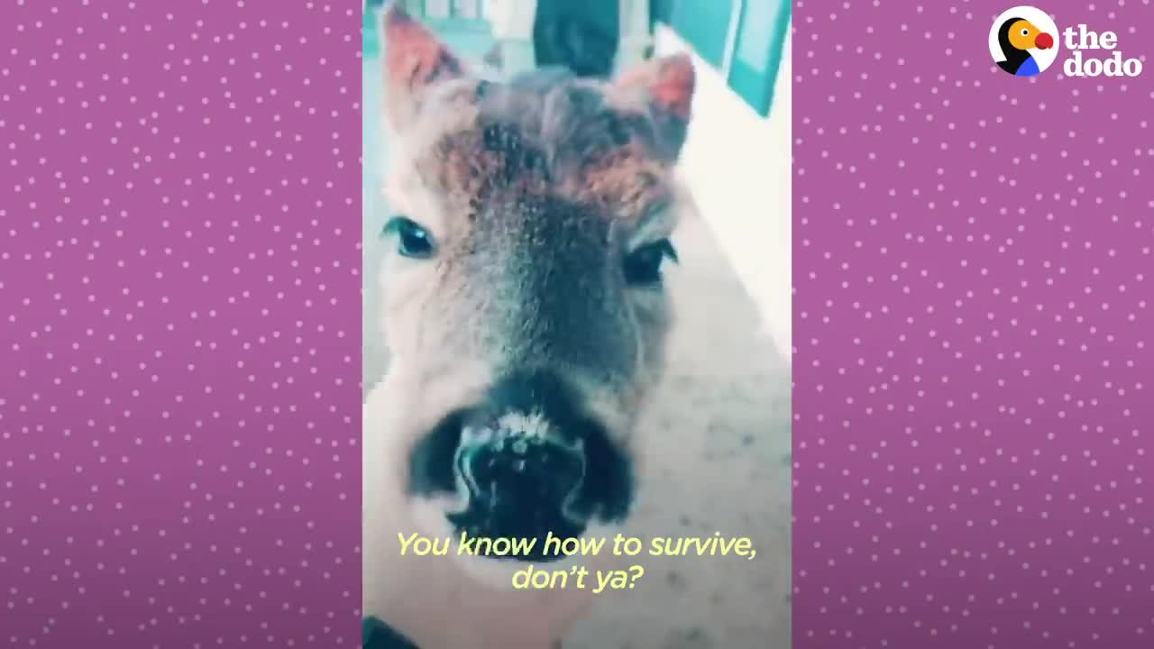 Fawn Comes To Lady's Door Every Morning | The Dodo Little But Fierce