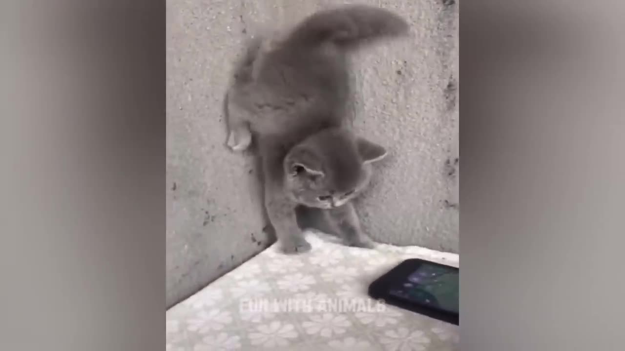 Funny Cute Animal Videos