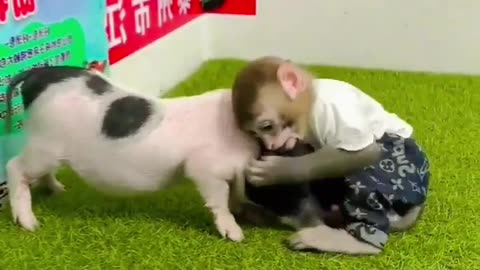 Wwe match between monkey and pig 😂