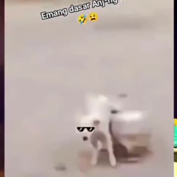 Funny video 2023_смешные видео 2023