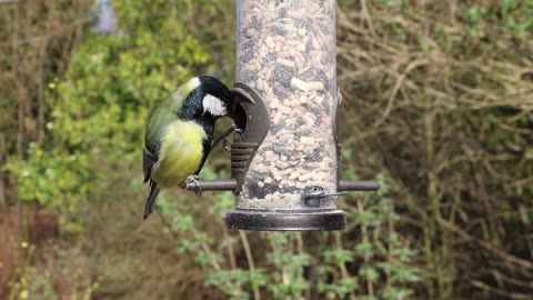 Great Tit Birds Song Birds Feeder Garden