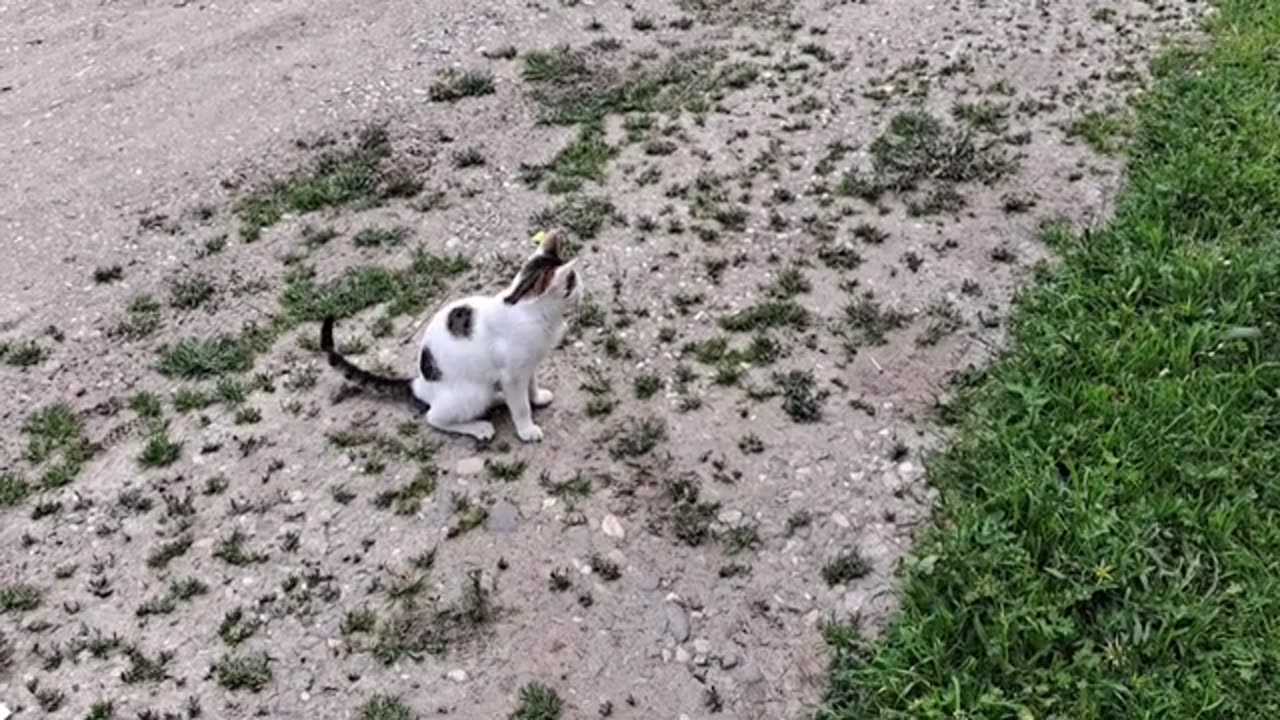 Beautiful and cute street cats. These cats are so cute.