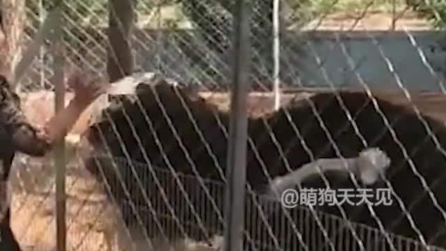 Funny animals react to human