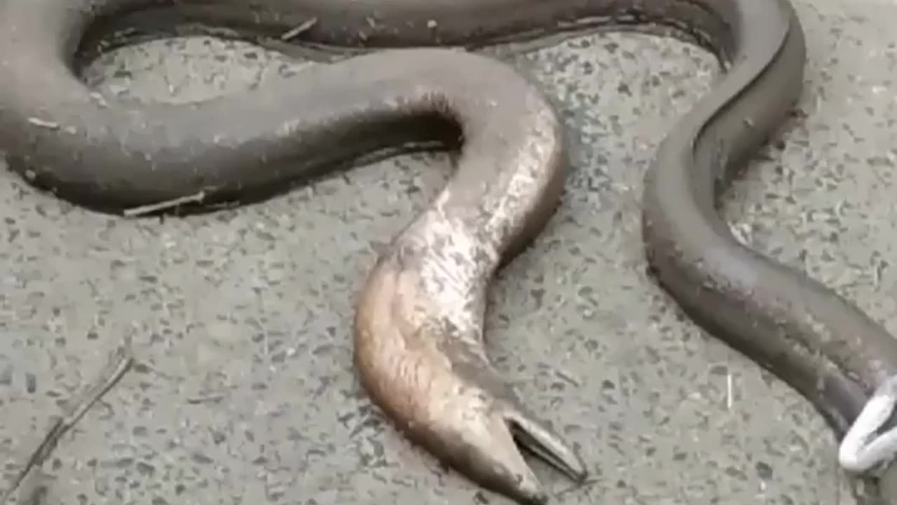 Fish tail Snake