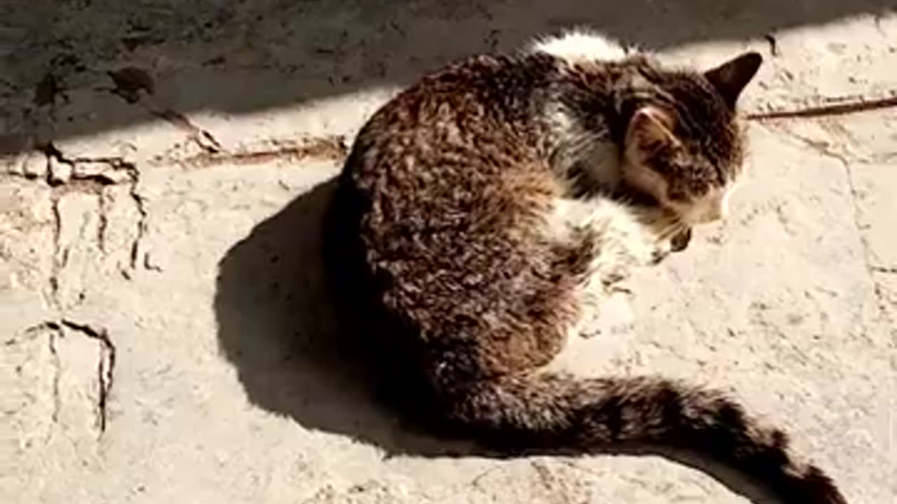 Cute cats fighting and playing with each other.