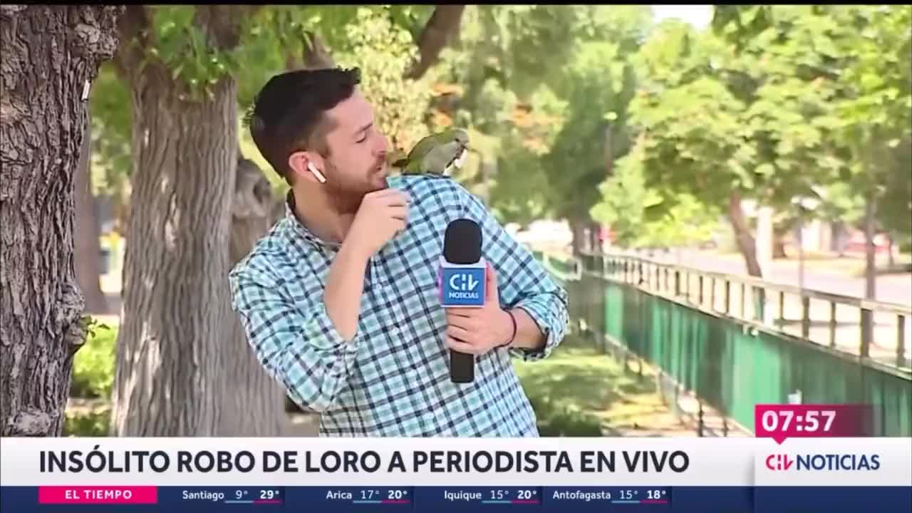 Loro ladrón: hurto a periodista chileno