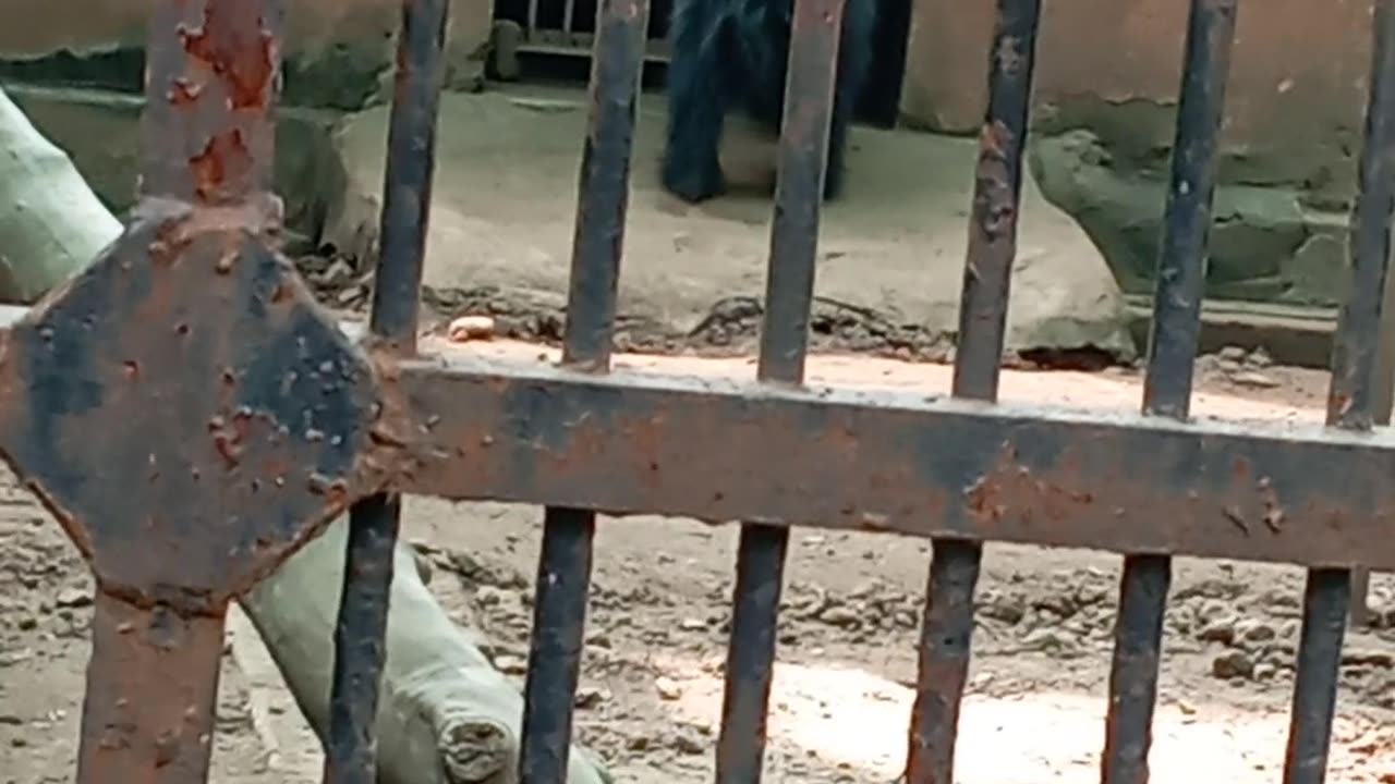 attack bear 🐻 | comedy animal | funny comedy | funny bear 🐻 | dangerous attack bear