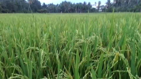 A beautiful rice fields