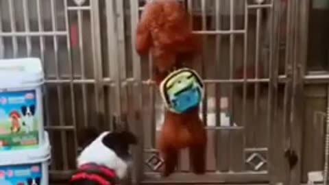 funny animal video