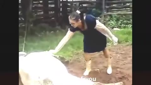 Funny animal attack on people Latest funny videos
