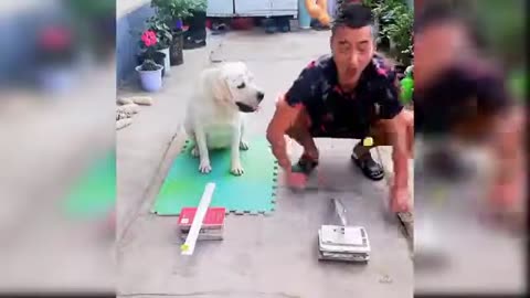 Million views Funny and cute dog compilation- try not to laugh -impossible