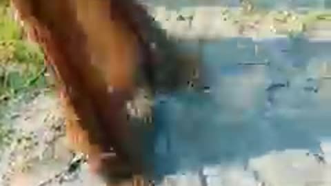 4s)funnyvideo