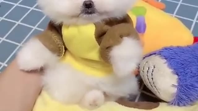 Baby dogs _ Cute and Funny Dogs Videos Compilation 2021