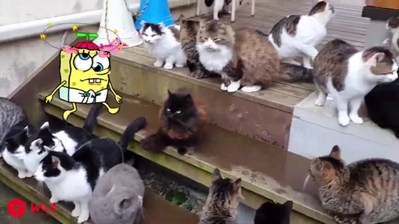 Best funny animals videos of the week 2024😹 with SpongeBob||try not to laugh🤣🤣
