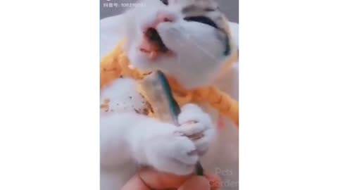 😍Cute Funny Cats