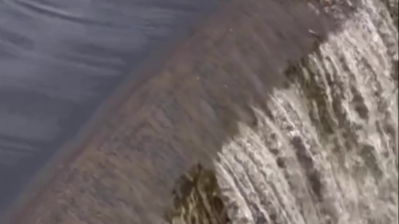 Duck Teaches Ducklings important facts