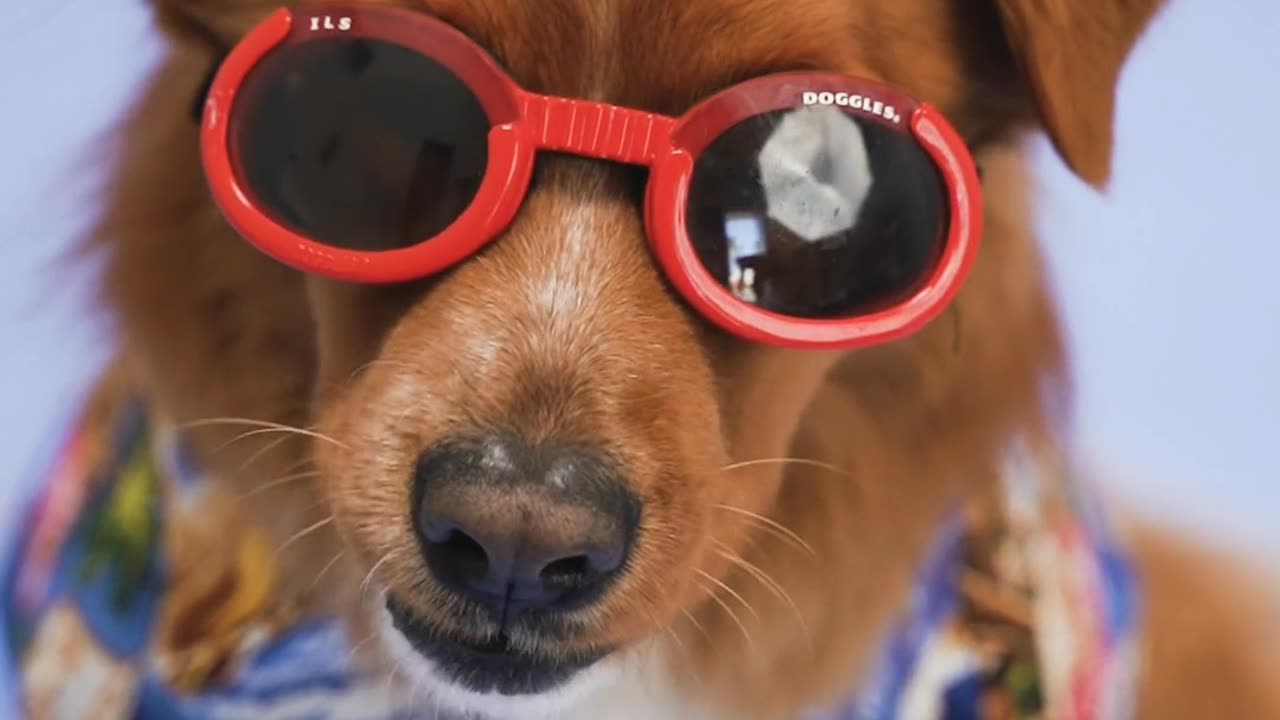 Dog with style๐๐